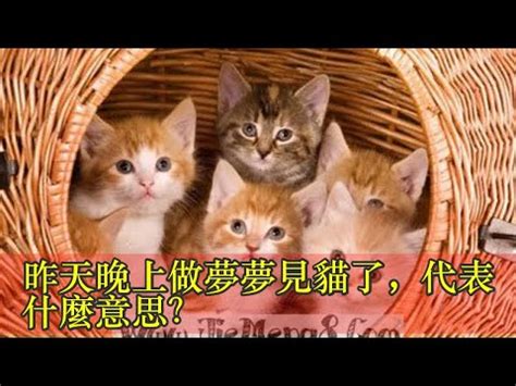夢見三隻貓號碼 中國地圖像什麼